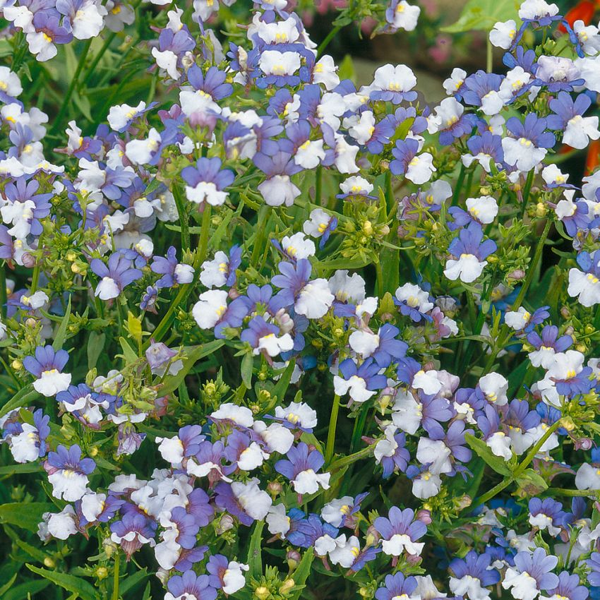 Blå Sommerfugleblomst 'KLM'