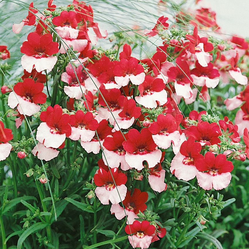 Sommerfugleblomst 'Danish Flag'