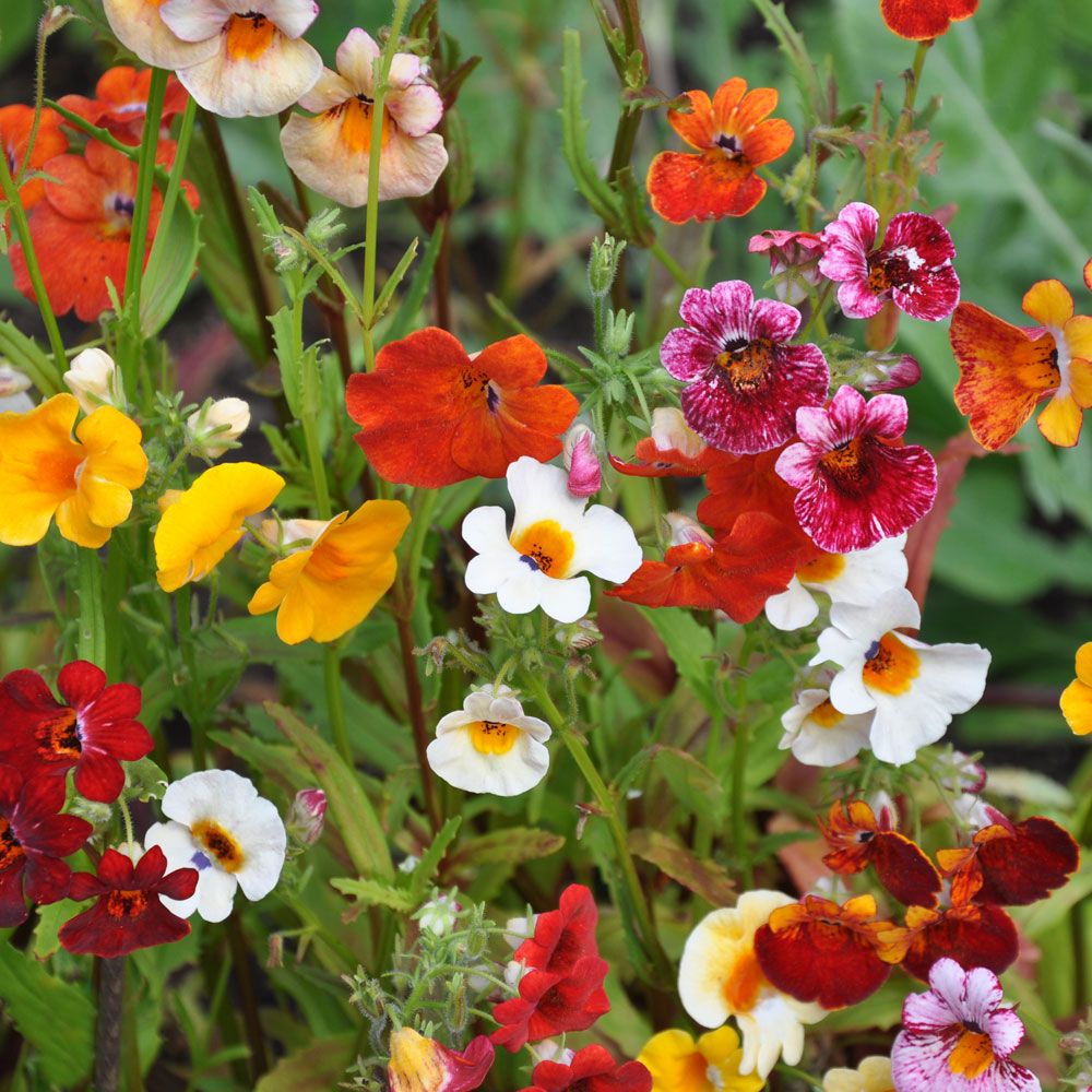 Sommerfugleblomst 'Carnival'