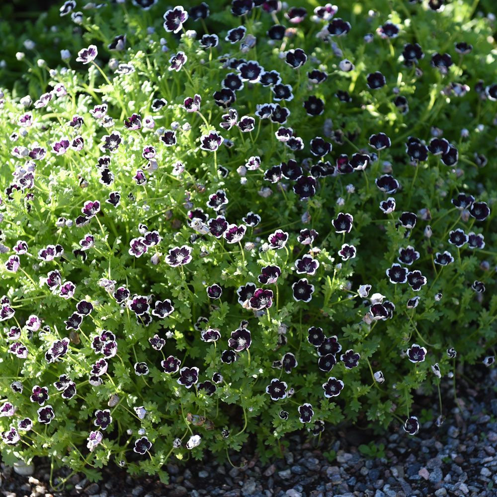 Blå Øjeblomst 'Penny Black'