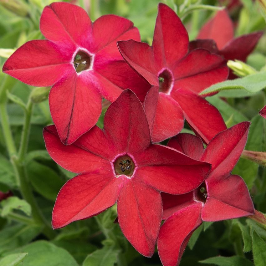 Tobaksblomst F1 'Saratoga Red'