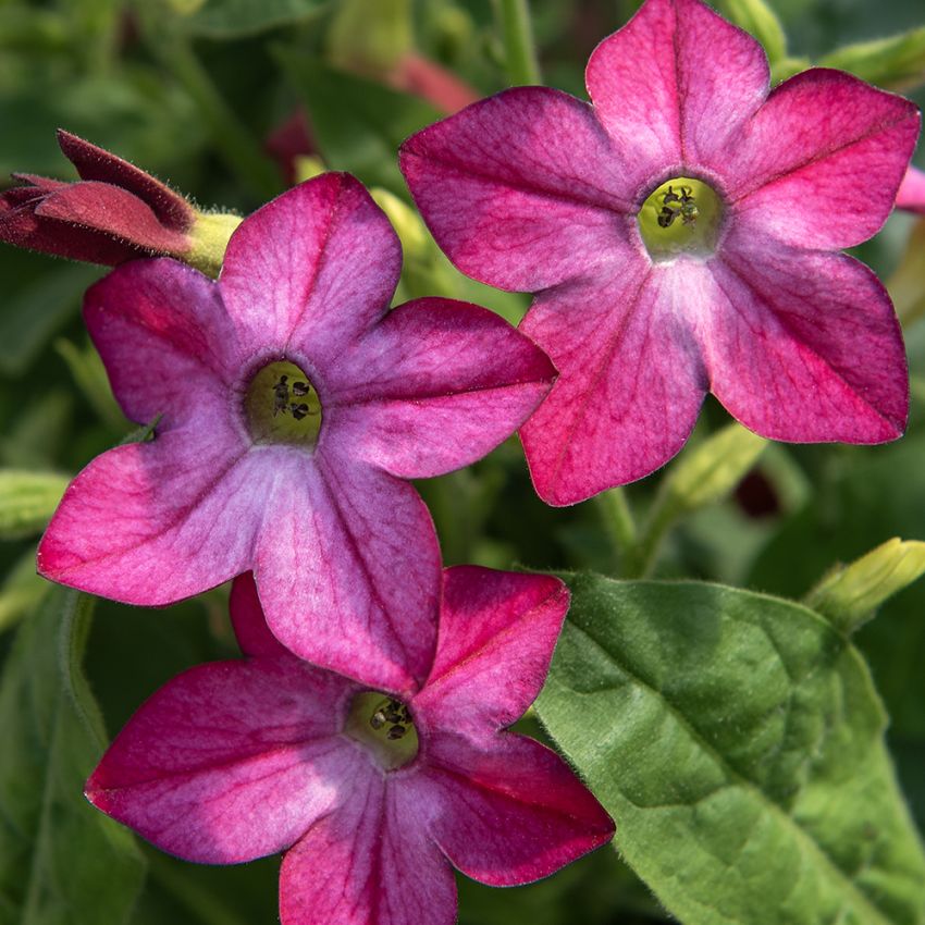 Tobaksblomst F1 'Saratoga Purple Bicolor'