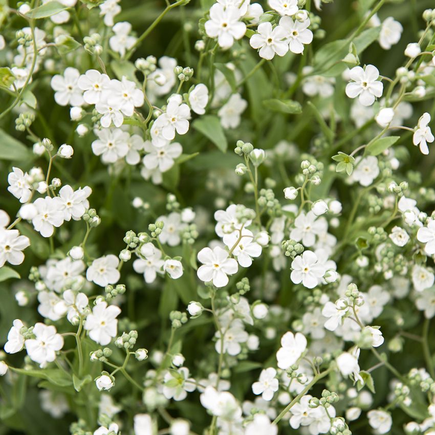 Sommerkærminde 'Little Snow White'