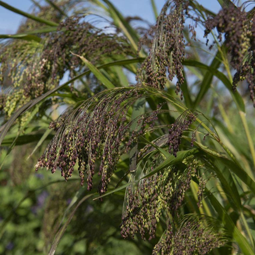 Hirse 'Violaceum'