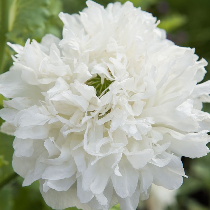 Pæonvalmue 'Yellow Peony'