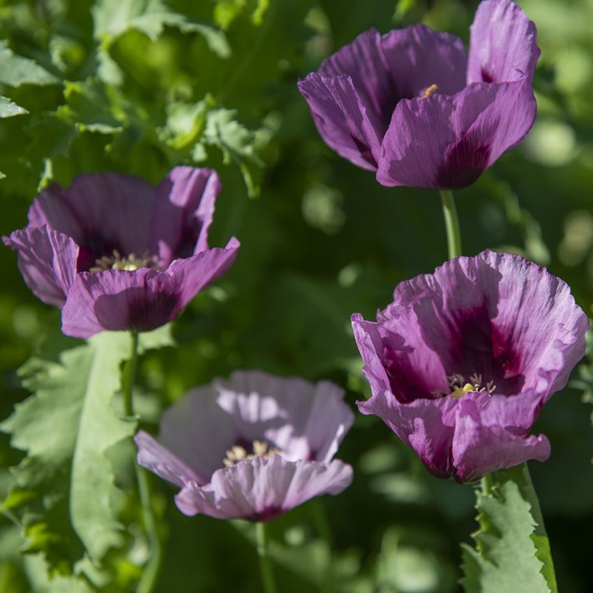 Enkelt valmue 'Hungarian Blue'