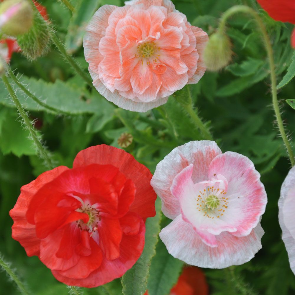 Kornvalmue 'Shirley Double' i gruppen Frø / Etårige blomster hos Impecta Fröhandel (8625)