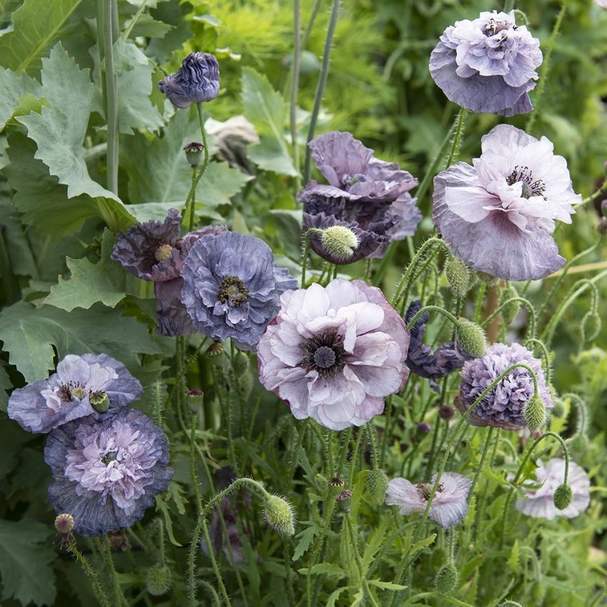 Kornvalmue 'Amazing Grey' i gruppen Frø / Etårige blomster hos Impecta Fröhandel (86253)