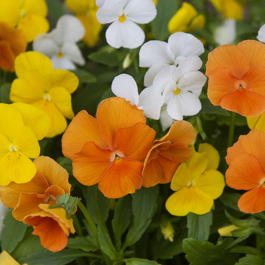 Hornviol F1 'Sorbet XP Citrus' i gruppen Frø / Etårige blomster hos Impecta Fröhandel (86283)