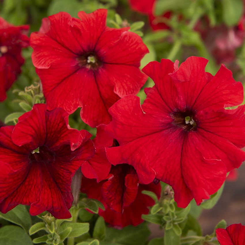 Petunia F1 'Eagle Red' i gruppen Frø / Etårige blomster hos Impecta Fröhandel (86379)