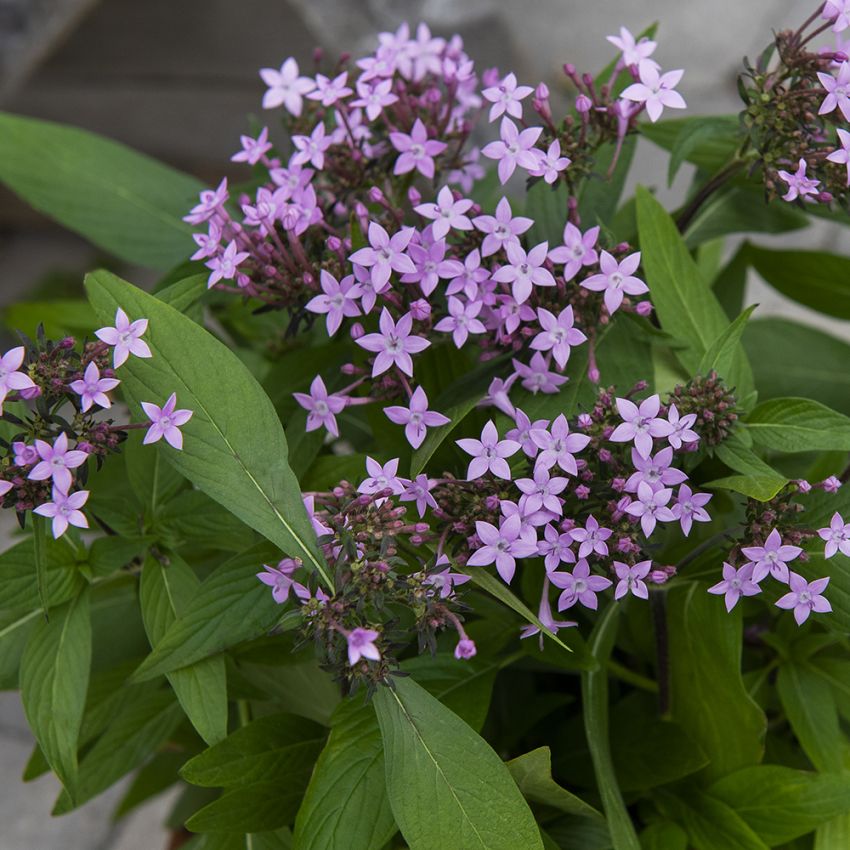 Egypterstjerne F1 'Northern Lights Lavender'