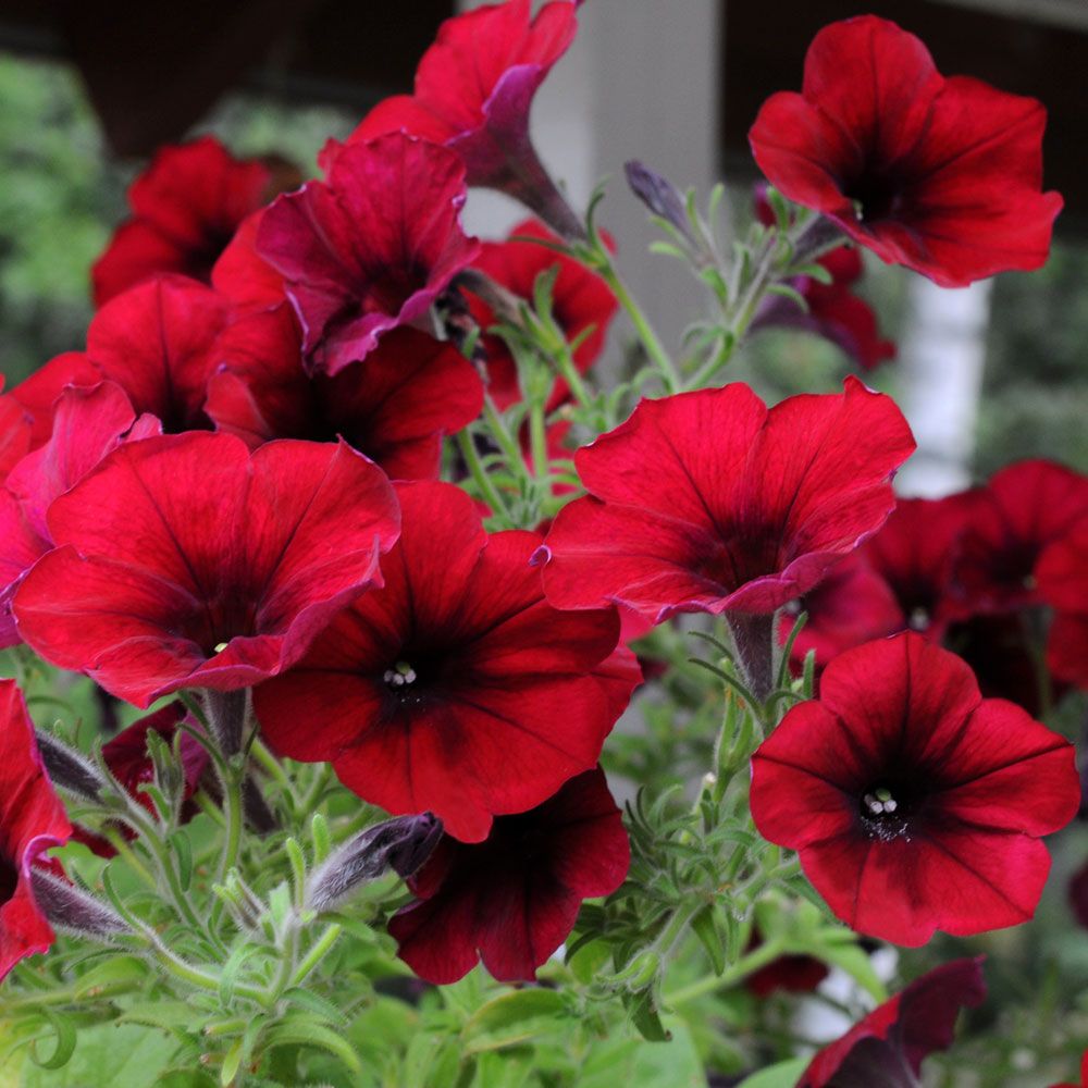 Hængepetunia F1 'Easy Wave Red Velour'