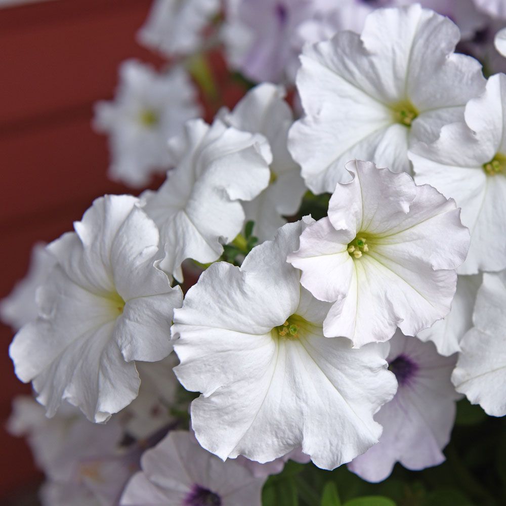 Hængepetunia F1 'Easy Wave White'