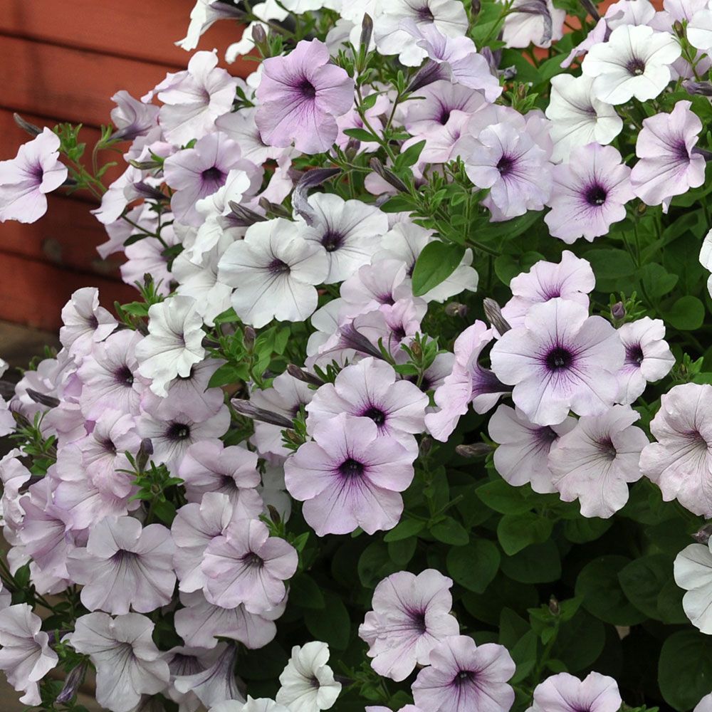 Rondelpetunia F1 'Tidal Wave Silver'