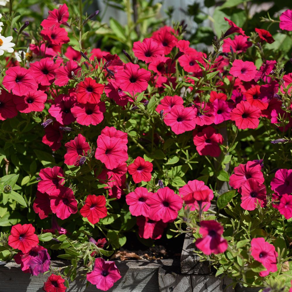 Rondelpetunia F1 'Tidal Wave Cherry' i gruppen Frø / Etårige blomster hos Impecta Fröhandel (86411)