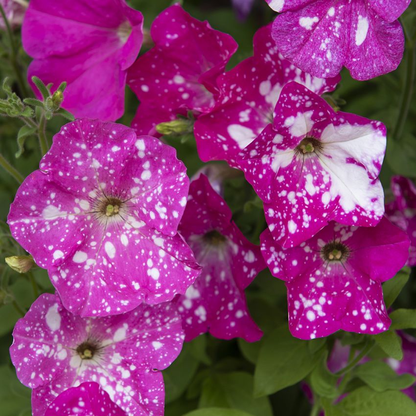 Petunia F1 'Dot Star Deep Pink'