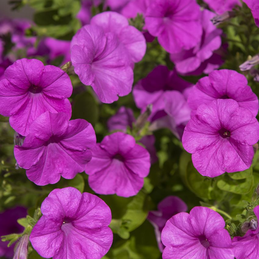 Petunia F1 'Explorer Lavender'