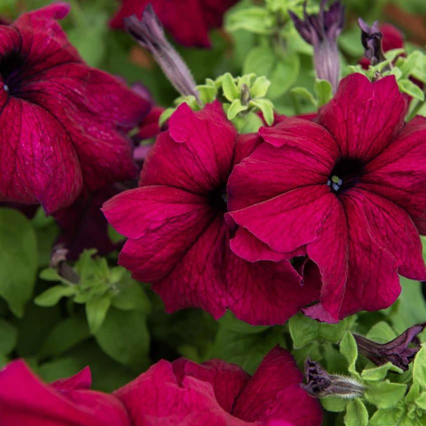 Petunia F1 'Supercascade Burgundy'