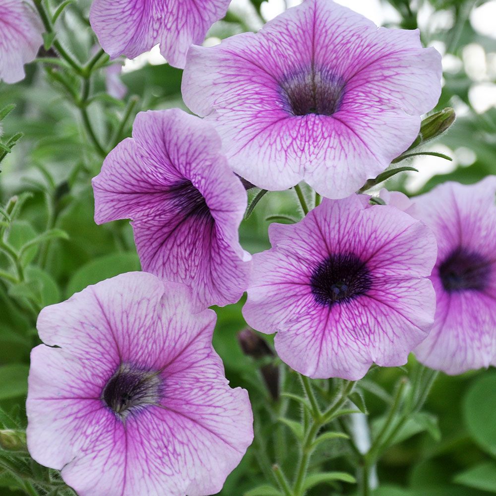 Hængende Petunia F1 'Shock Wave Pink Vein'