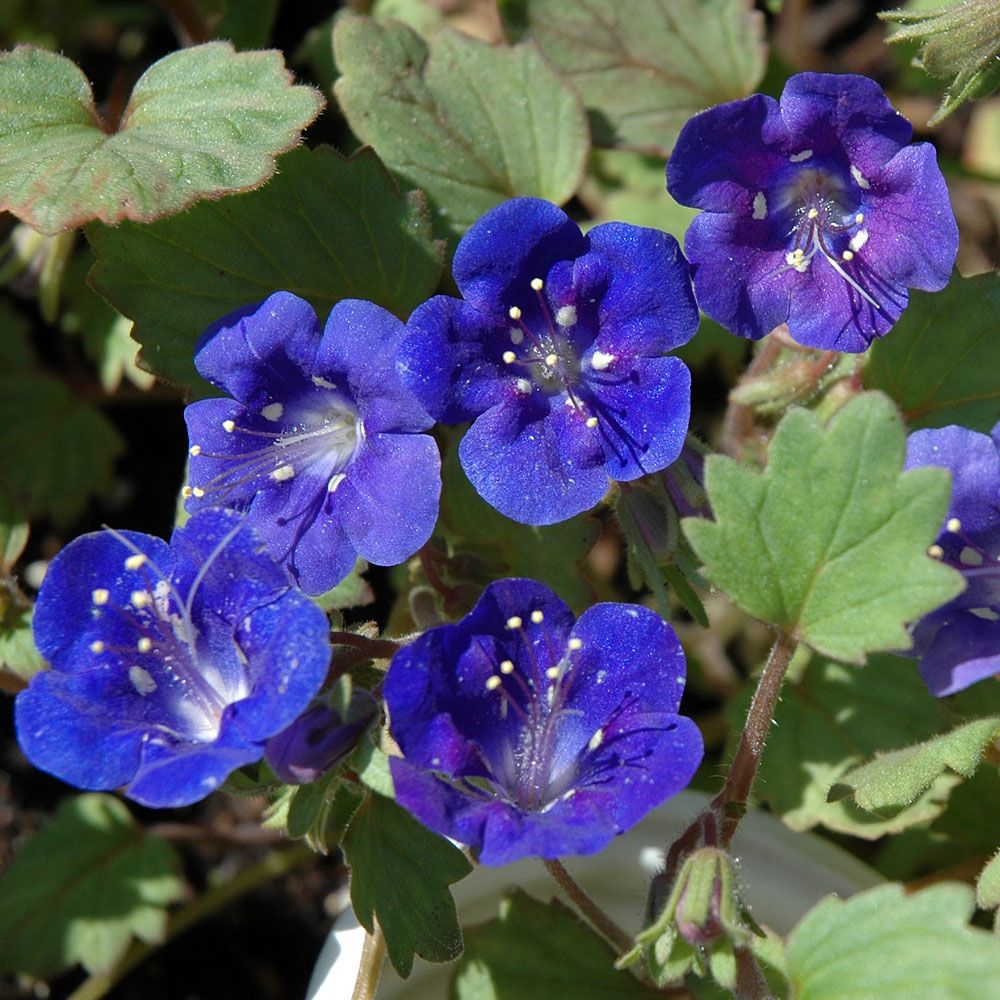 Klokkehonningurt 'Blue Wonder'