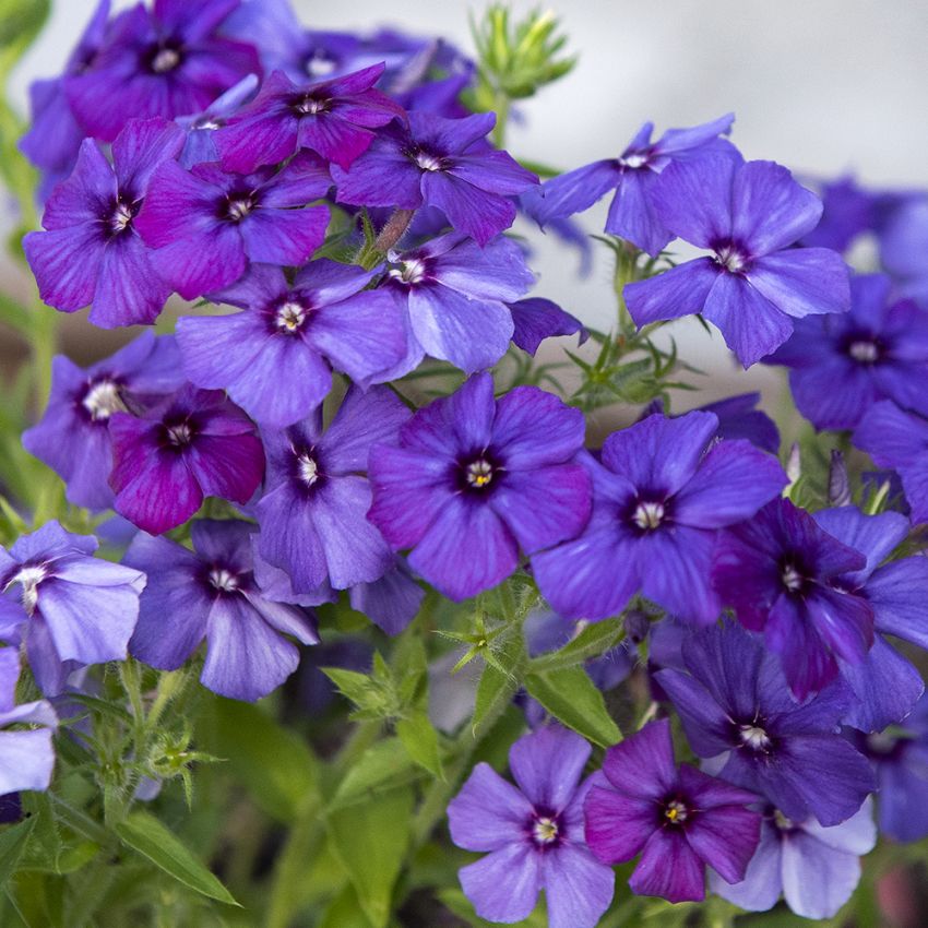 Flammeblomst 'Blue Beauty'