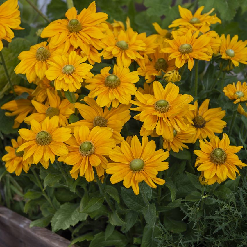 Håret solhat 'Amarillo Gold'