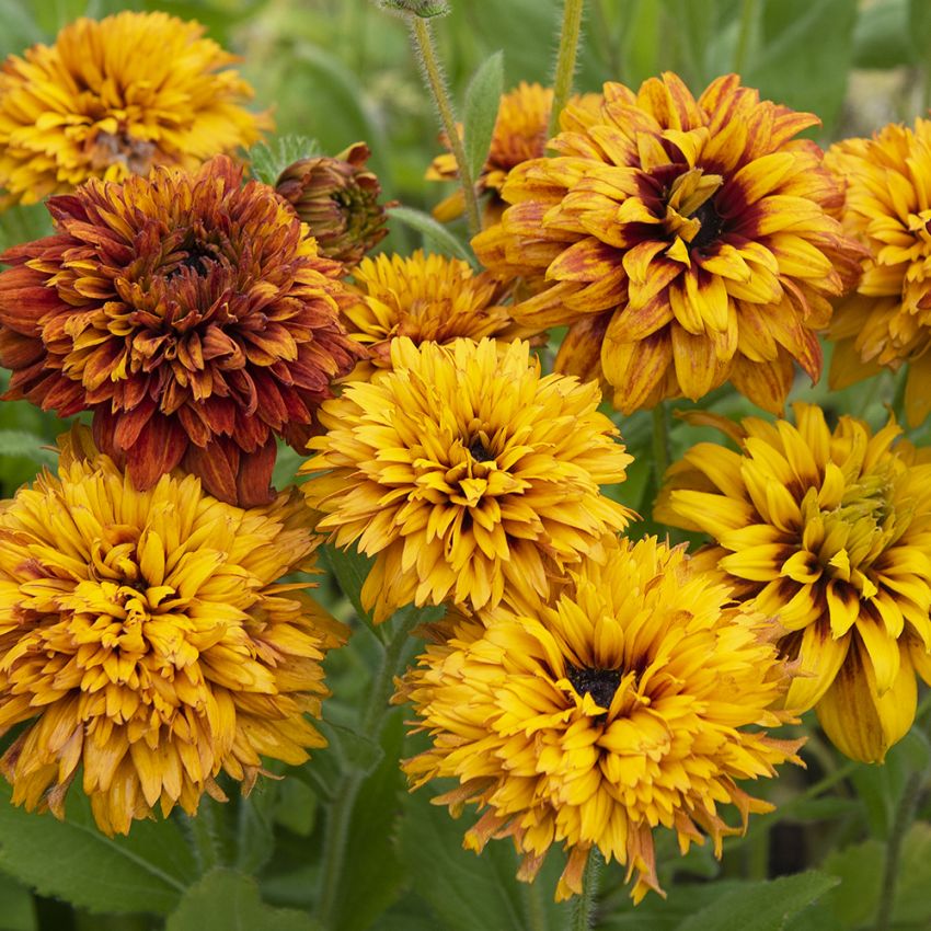 Håret solhat 'Cherokee Sunset' i gruppen Frø / Etårige blomster hos Impecta Fröhandel (86958)