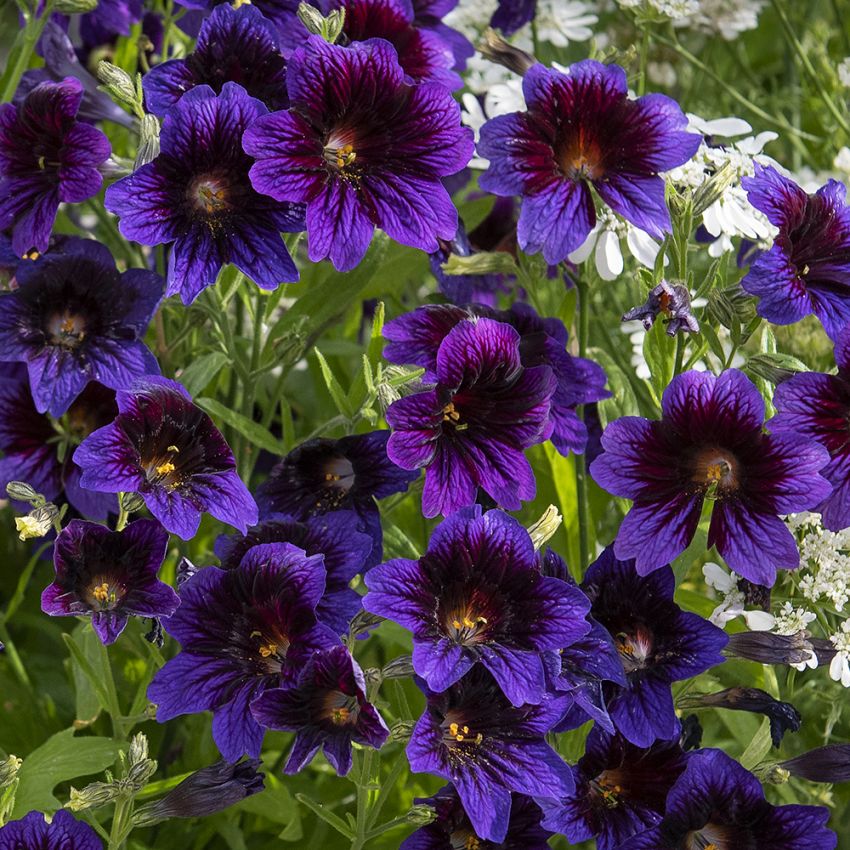 Trompetblomst 'Kew Blue'