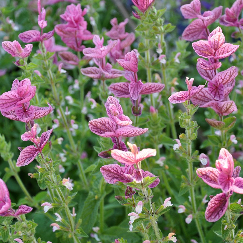 Virginsk Ærenpris 'Pink Sundae' i gruppen Frø / Etårige blomster hos Impecta Fröhandel (8708)