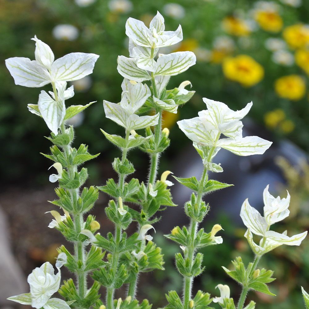 Virginsk Ærenpris 'White Swan' i gruppen Frø / Etårige blomster hos Impecta Fröhandel (8709)