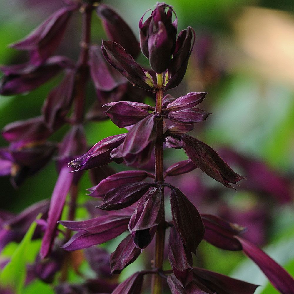 Prydsalvie 'Lighthouse Purple' i gruppen Frø / Etårige blomster hos Impecta Fröhandel (8711)