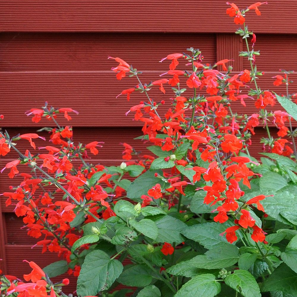 Skarlagensalvie 'Summer Jewel Red'