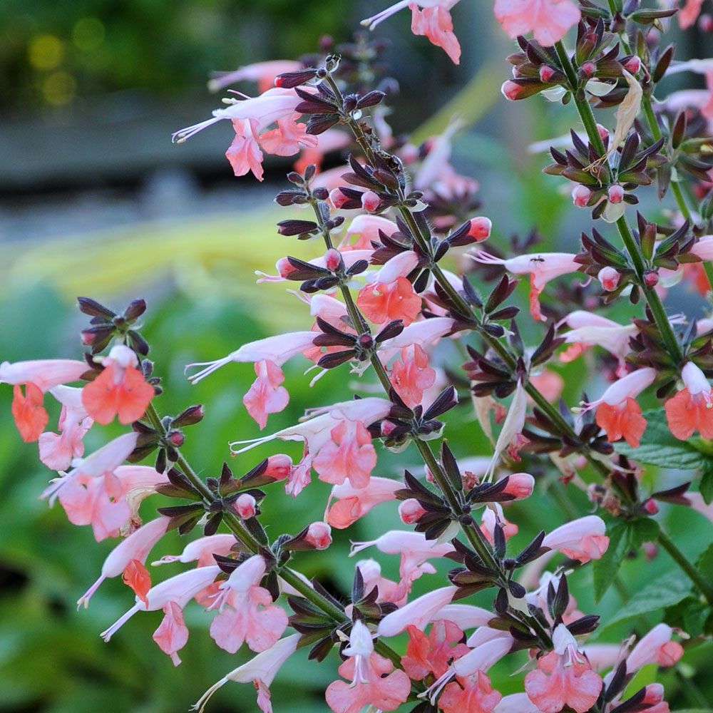 Skarlagensalvie 'Summer Jewel Pink'