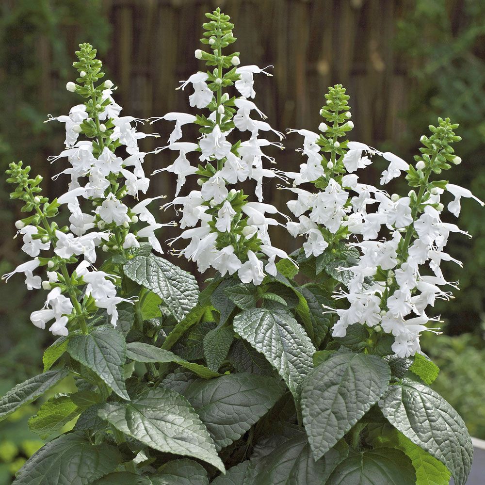 Skarlagensalvie 'Summer Jewel White'