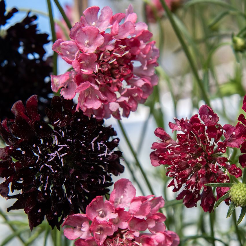 Enkeblomst 'Summer Fruits'