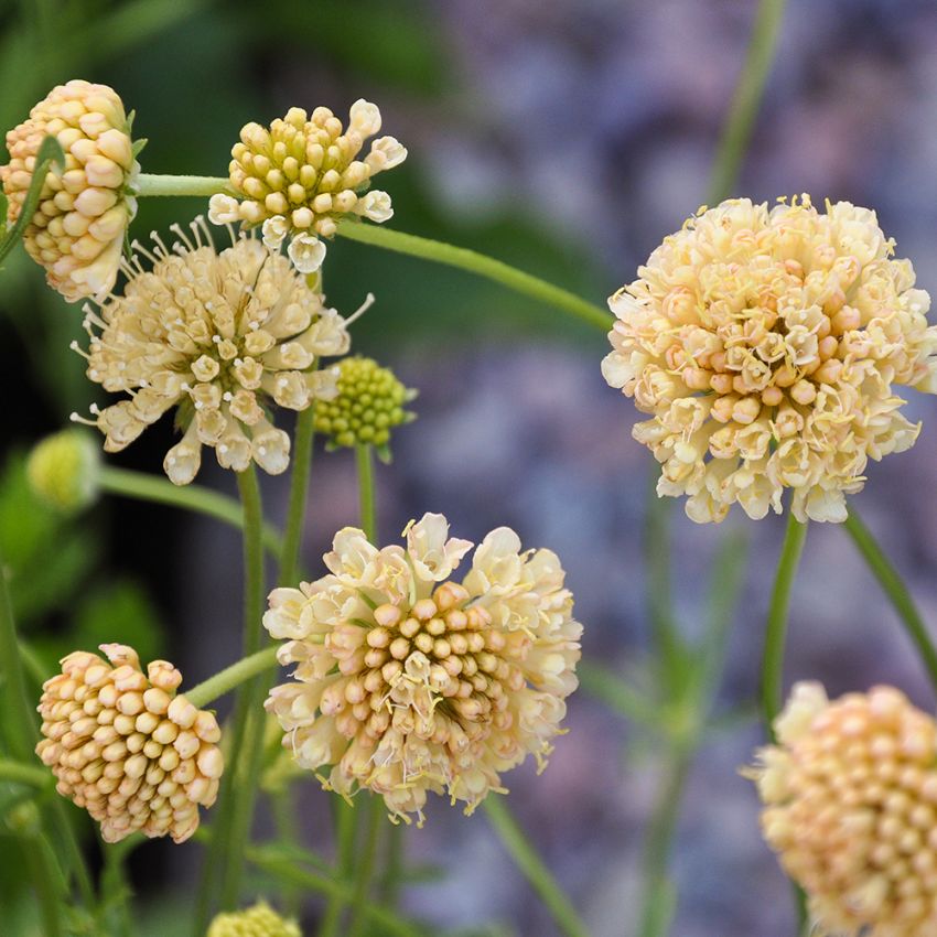 Enkeblomst 'Fata Morgana'