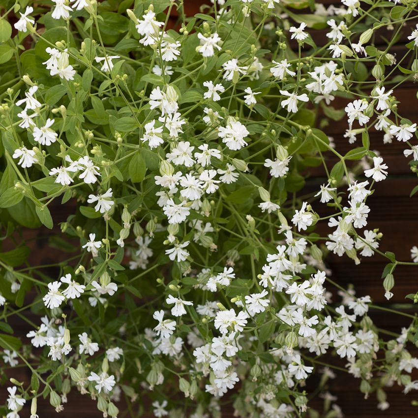 Limurt 'Sibella White'