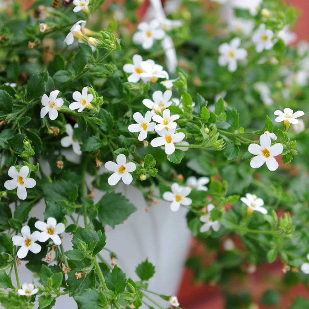 Snestjerne 'Snowtopia' i gruppen Frø / Etårige blomster hos Impecta Fröhandel (87395)