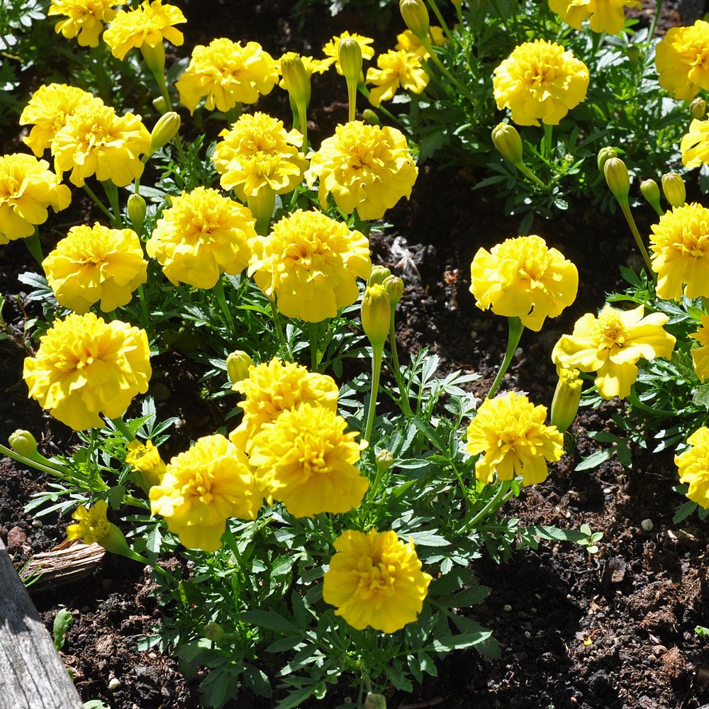 Udspærret fløjlsblomst 'Primo Yellow'