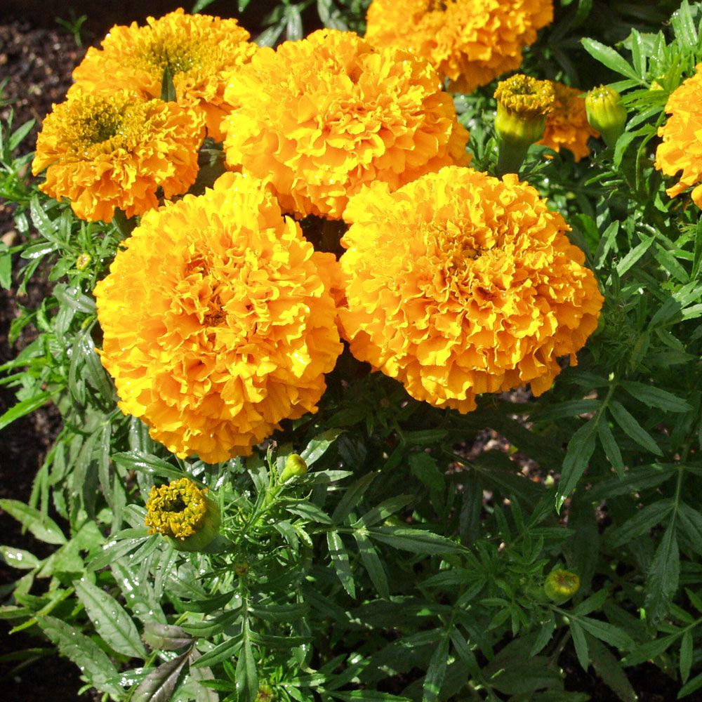 Stor fløjlsblomst 'Odorless Golden Goddess'