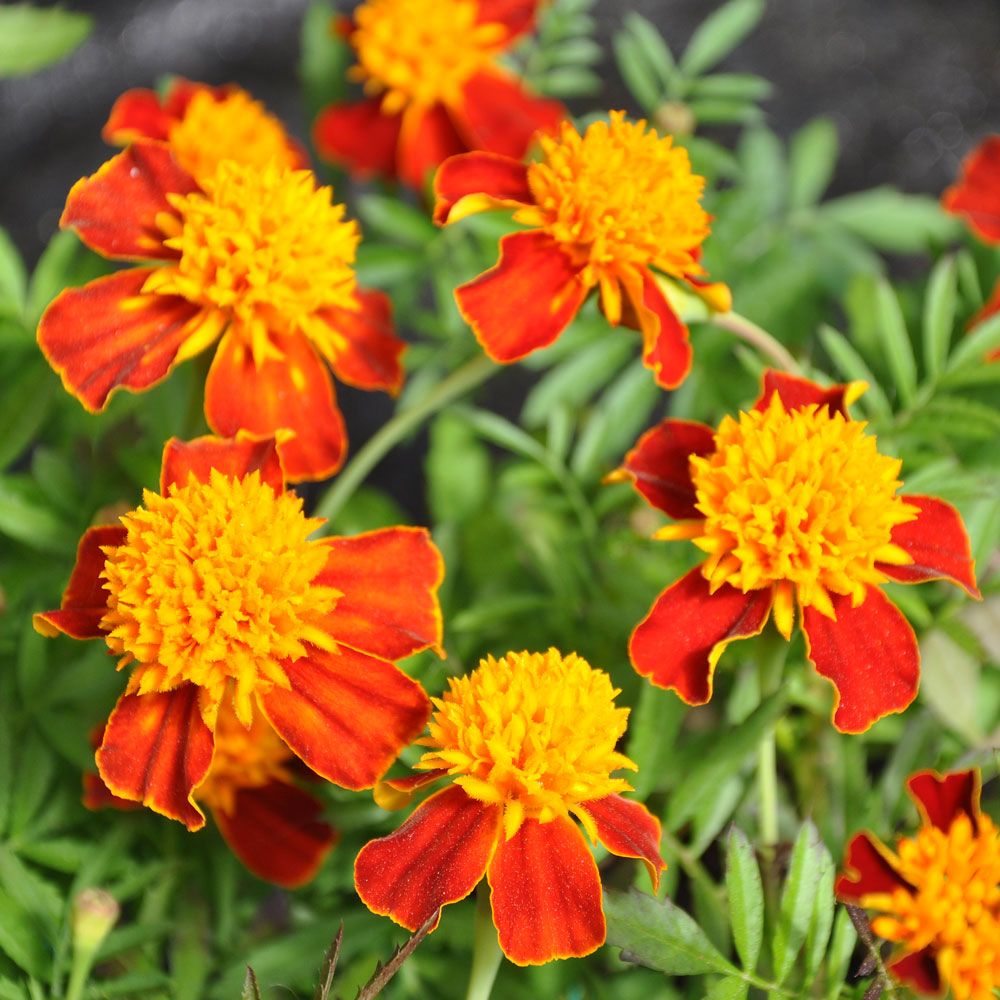 Fløjlsblomst 'Orange Flame'