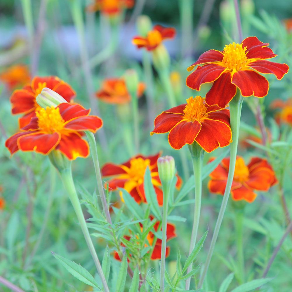 Høj fløjlsblomst 'Burning Embers'