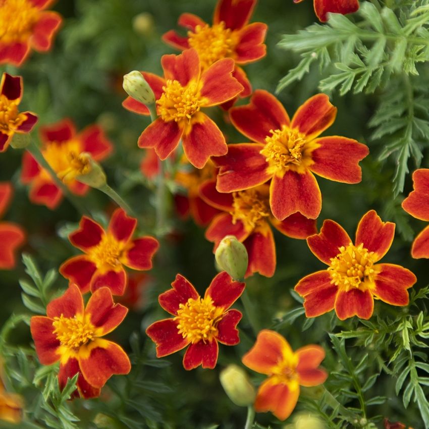 Lille fløjlsblomst 'Red Gem'