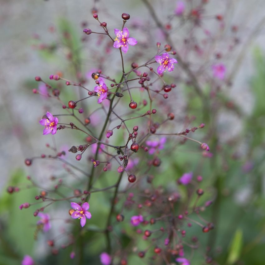 Talinum paniculatum 'Verde' i gruppen Frø / Etårige blomster hos Impecta Fröhandel (87931)