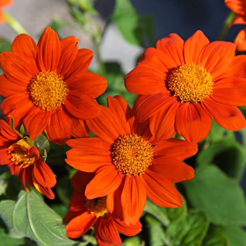 Mexicansk solblomst 'Orange Torch'