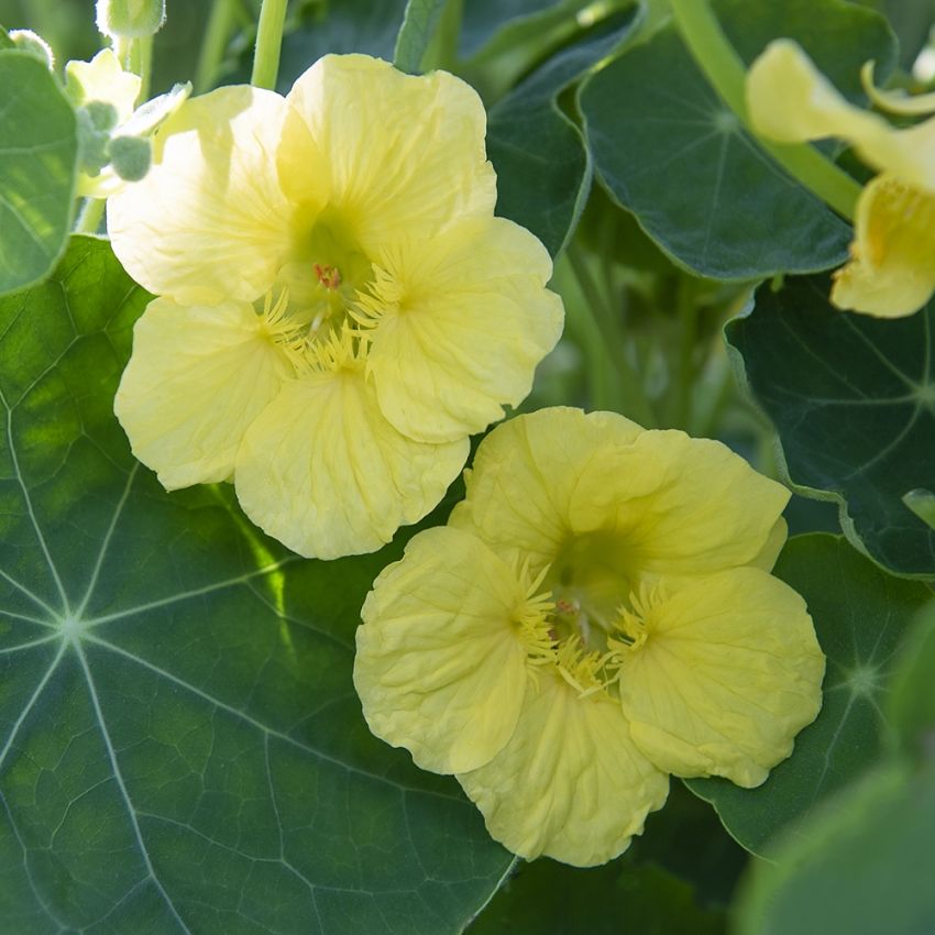 Tallerkensmækker 'Jewel Primrose'