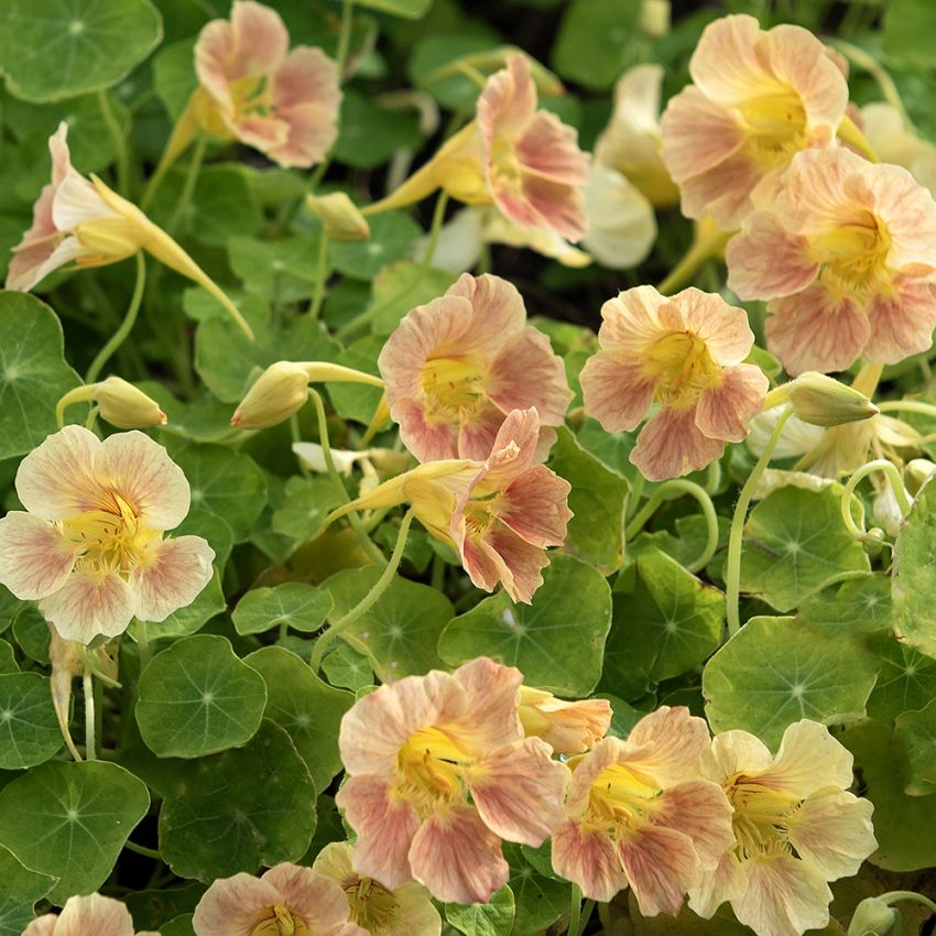 Blomsterkarse 'Tip Top Pink Blush'