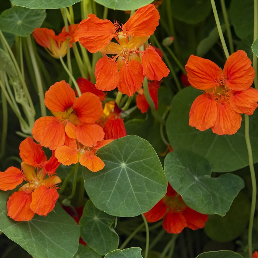 Tallerkensmækker 'Whirlybird Tangerine'