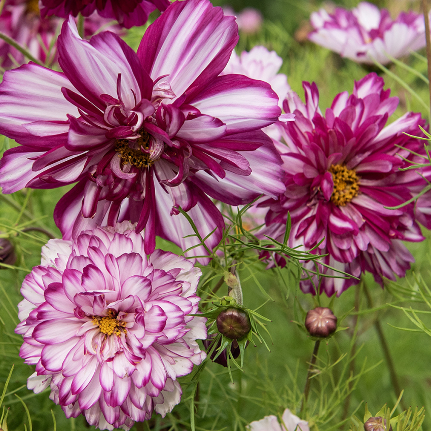 Stolt kavaler ''Double Click Bicolour Violet'', smukke, store, halv- til helt fyldte blomster, tofarvede i hvid og rosaviolet.