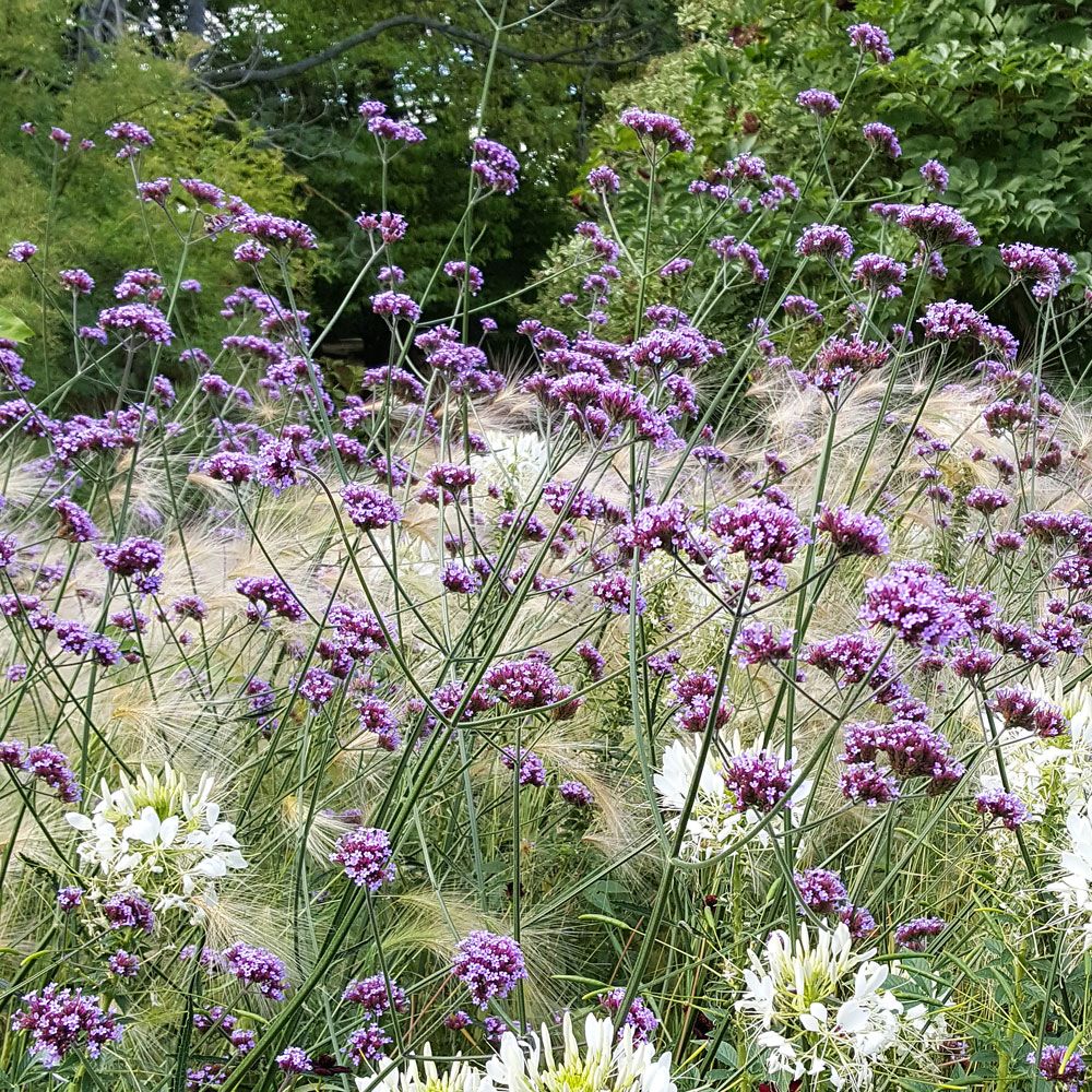 Kæmpe Verbena